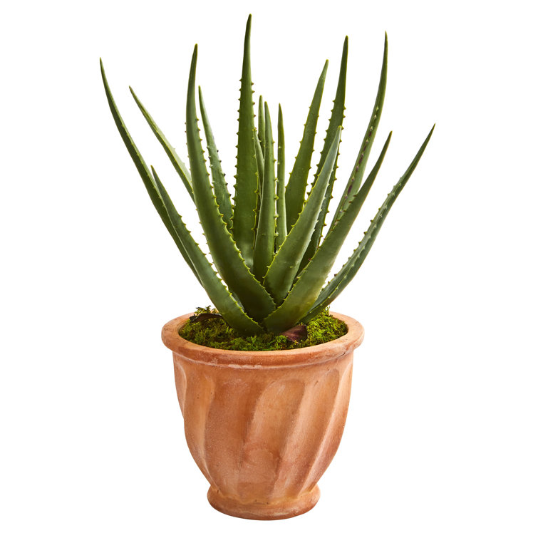 Charlton Home® 21'' Faux Aloe Plant in Terracotta Pot Wayfair Canada
